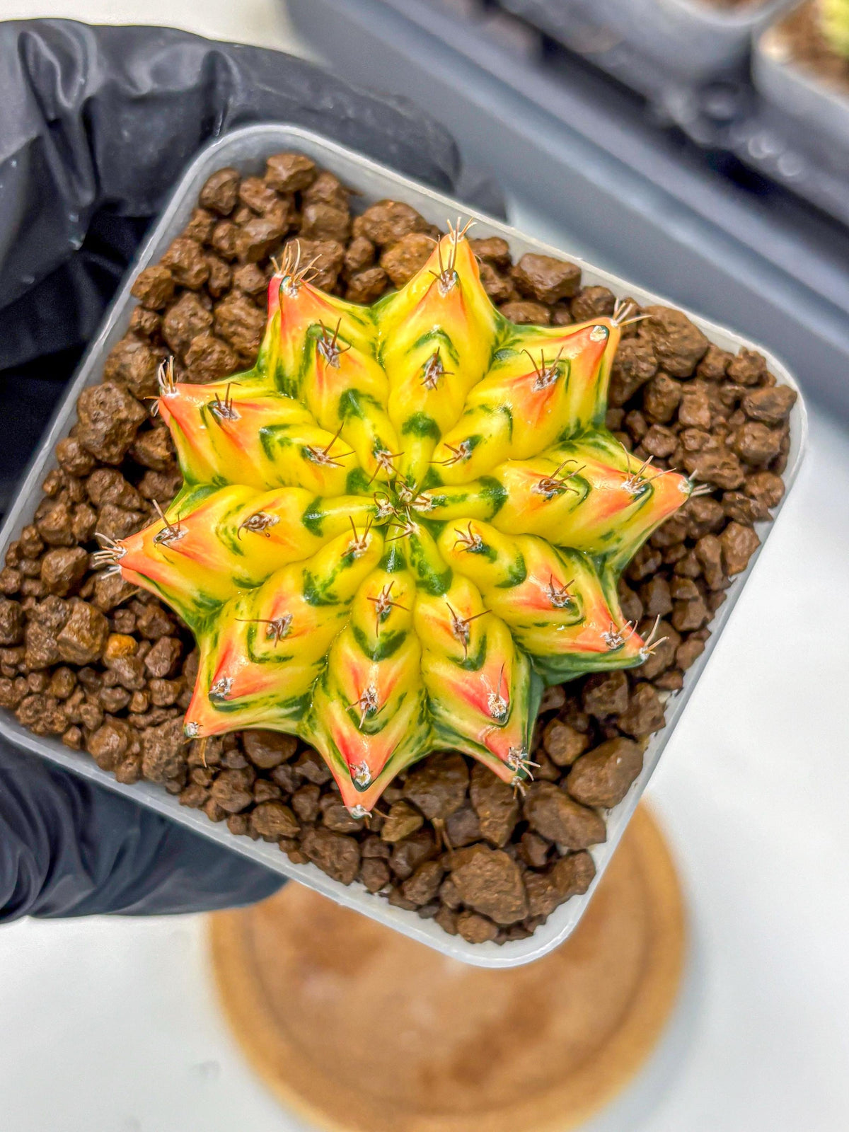 Gymnocalycium Orangish (gy8) (12) | Collectable Plant