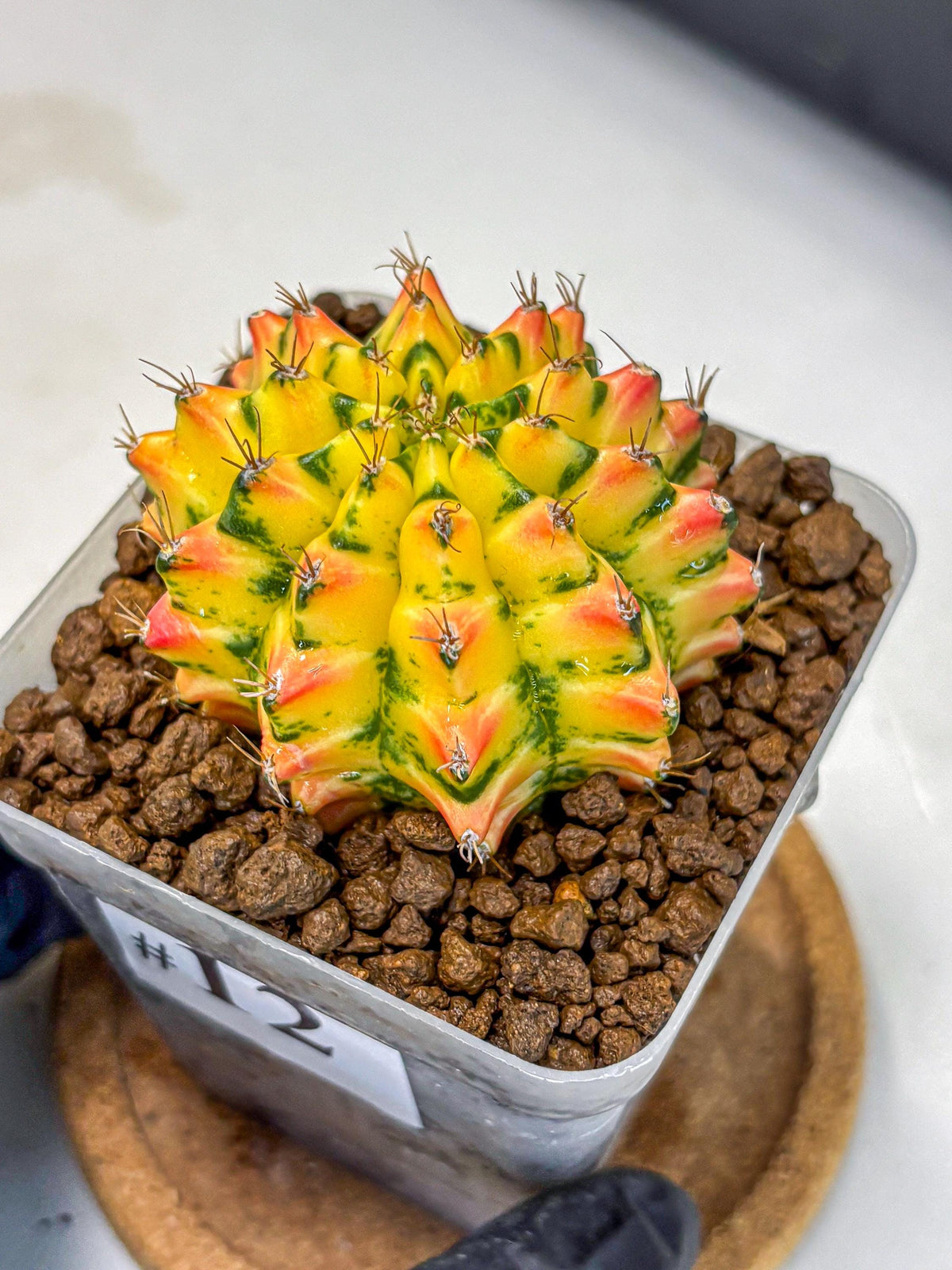 Gymnocalycium Orangish (gy8) (12) | Collectable Plant
