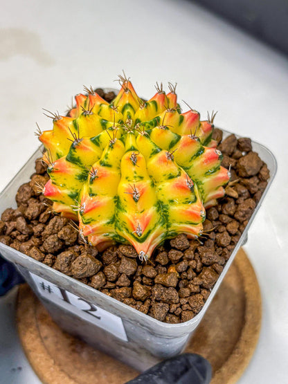Gymnocalycium Orangish (gy8) (12) | Collectable Plant