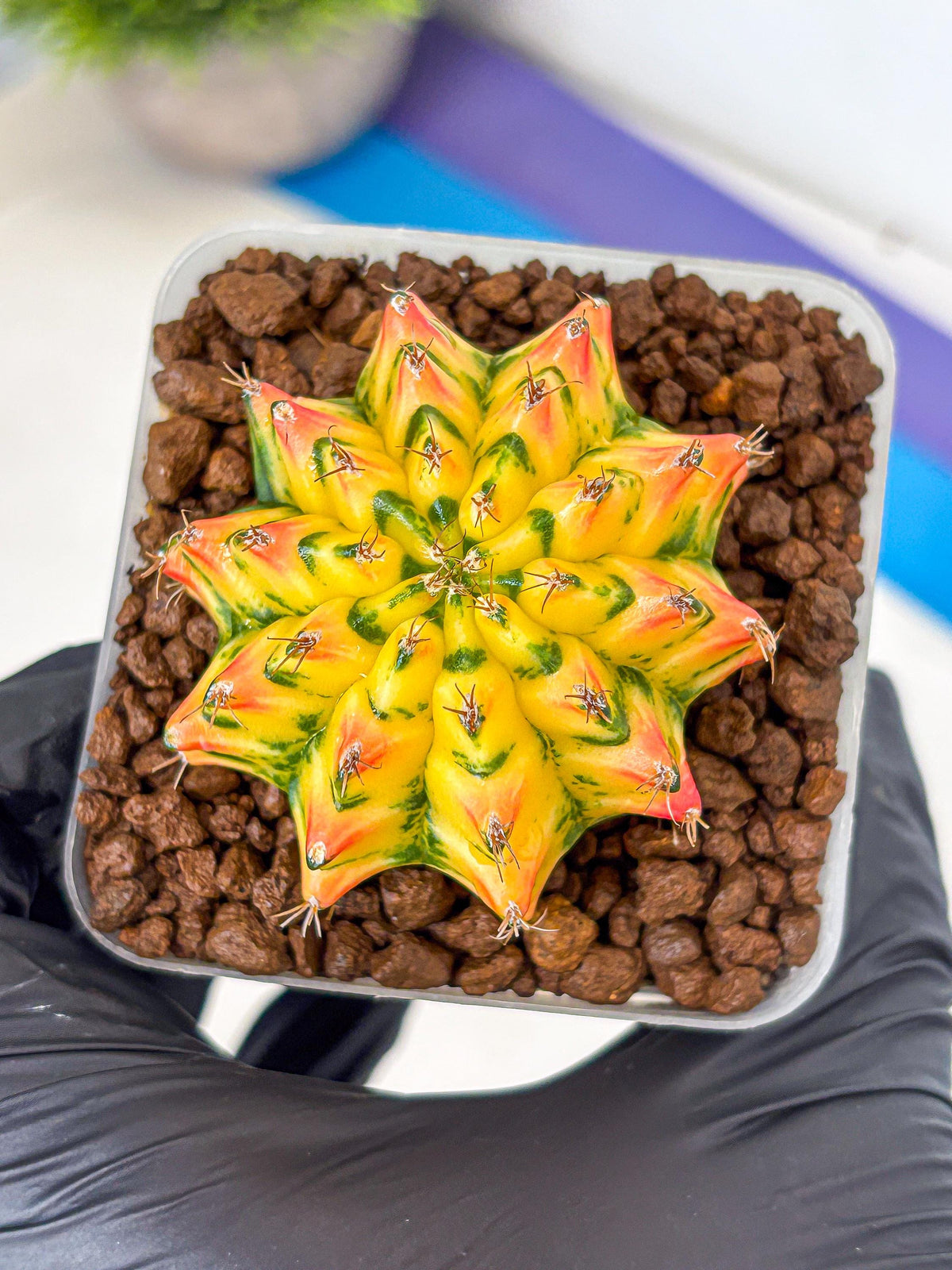 Gymnocalycium Orangish (gy8) (12) | Collectable Plant