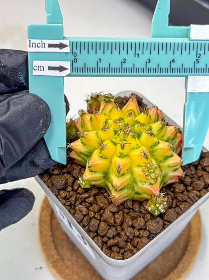 Gymnocalycium Orangish (gy8) (13) | Collectable Plant