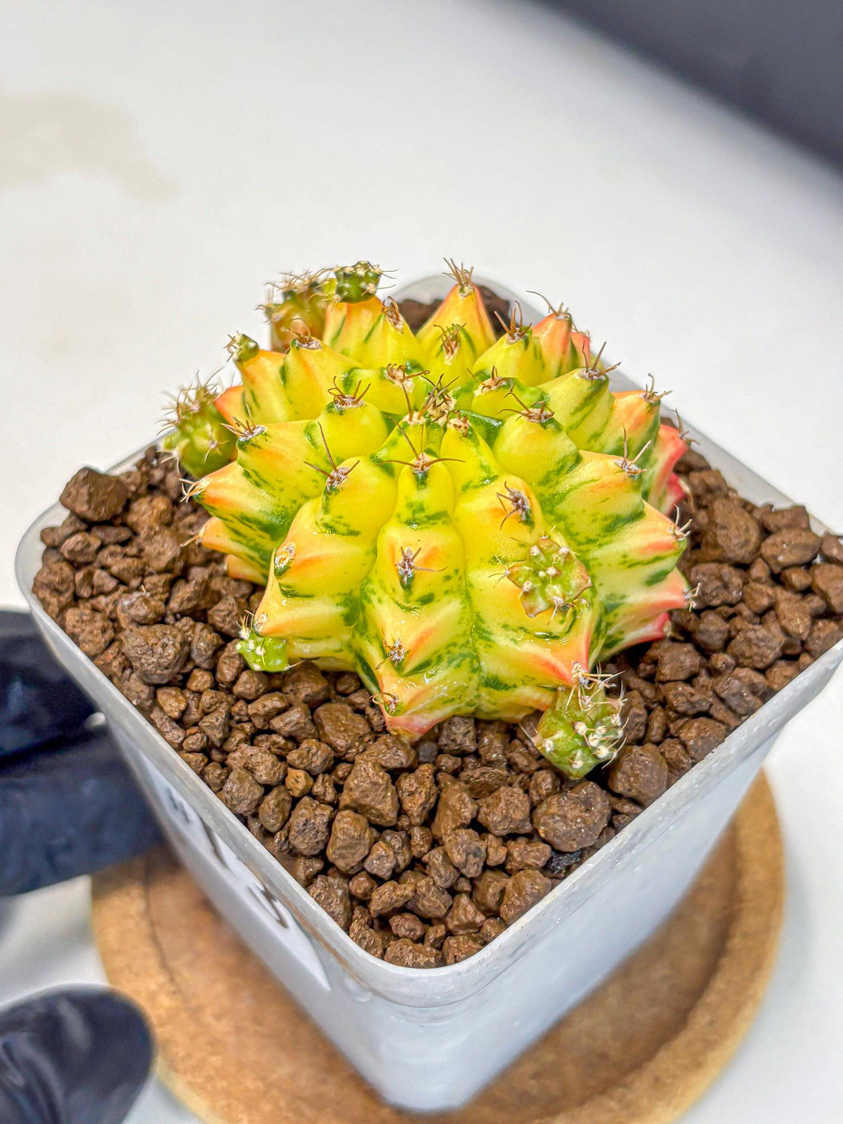 Gymnocalycium Orangish (gy8) (13) | Collectable Plant