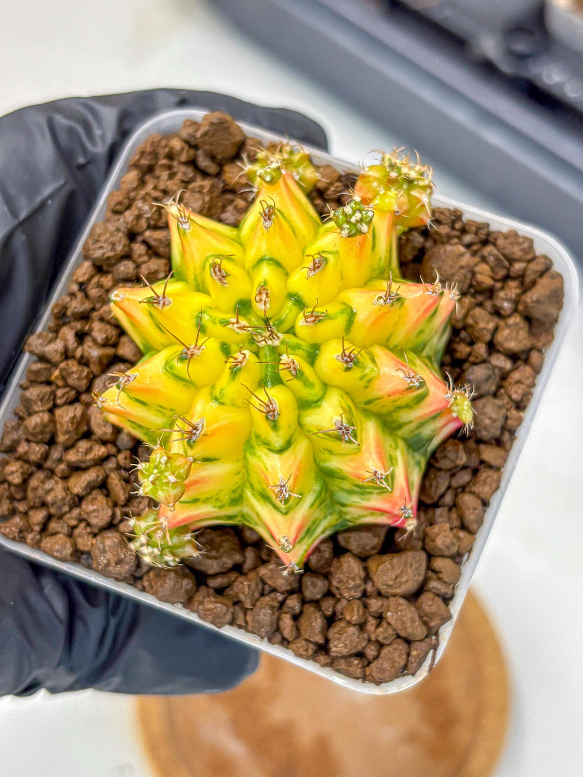Gymnocalycium Orangish (gy8) (13) | Collectable Plant