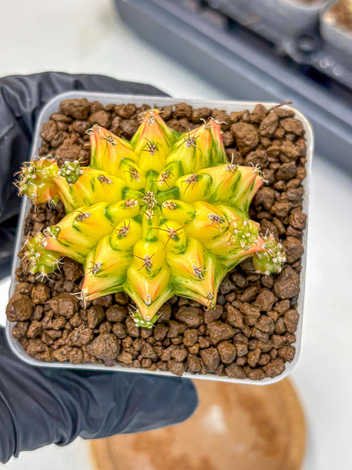 Gymnocalycium Orangish (gy8) (13) | Collectable Plant