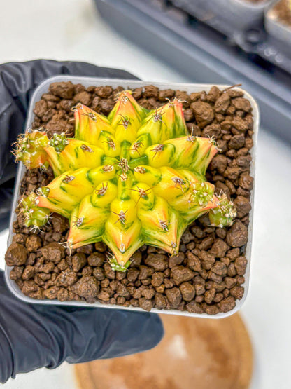 Gymnocalycium Orangish (gy8) (13) | Collectable Plant