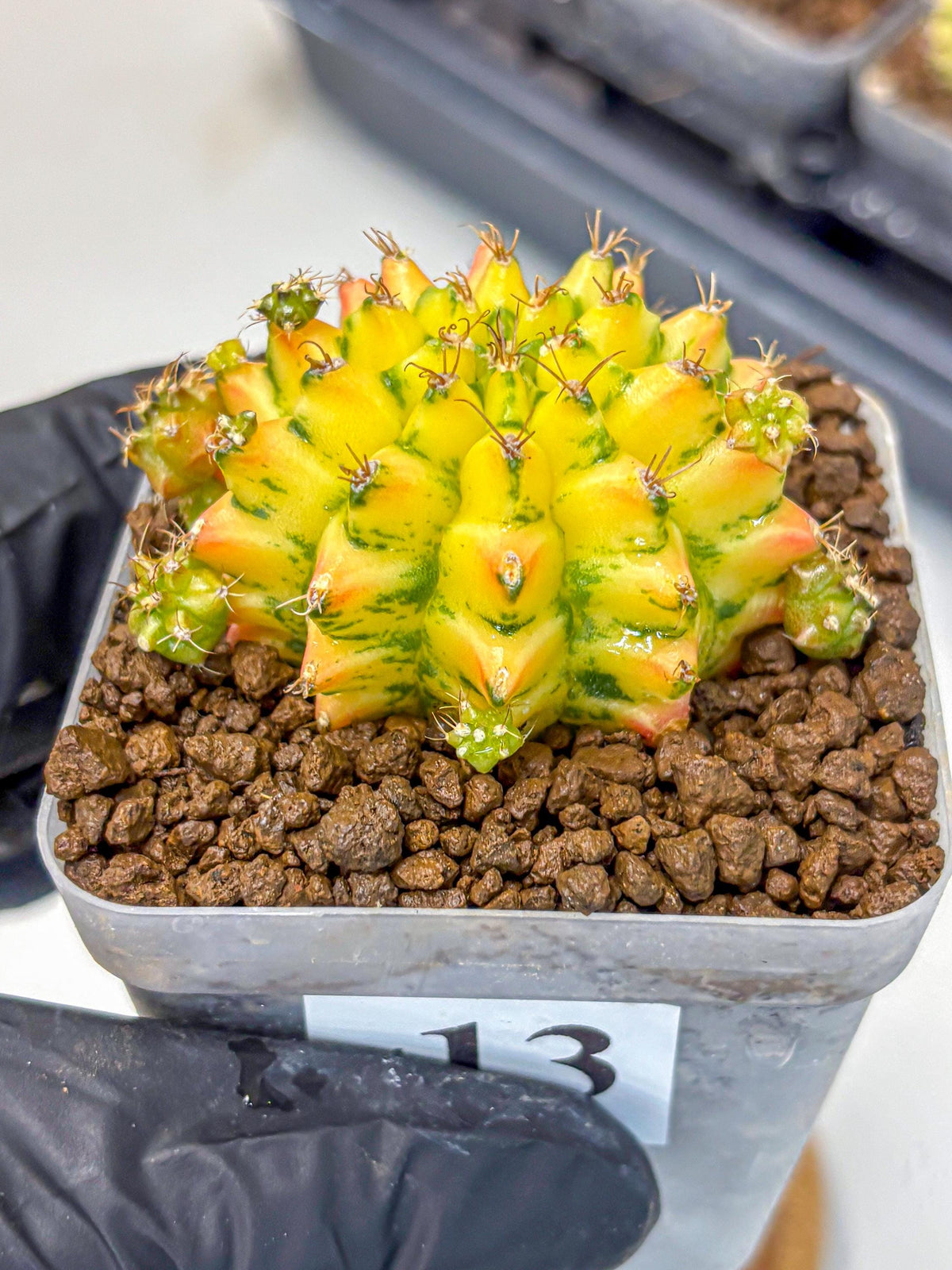 Gymnocalycium Orangish (gy8) (13) | Collectable Plant