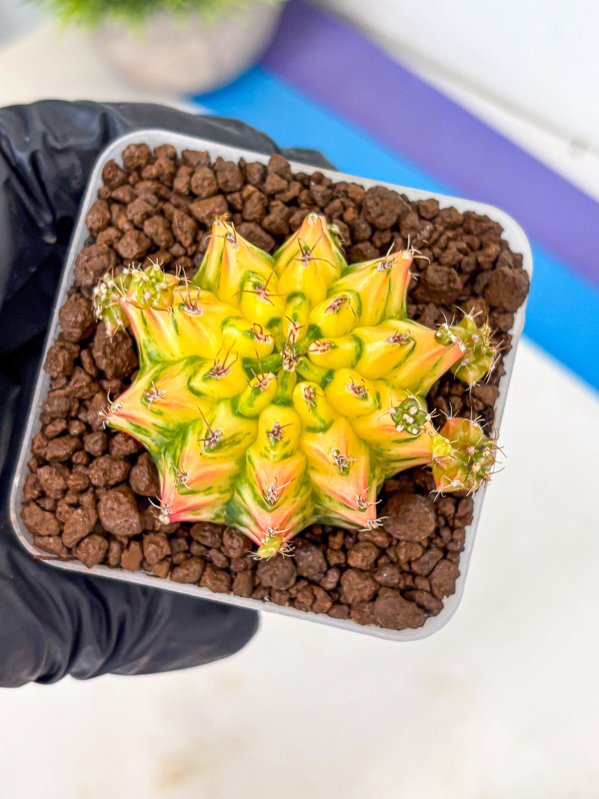 Gymnocalycium Orangish (gy8) (13) | Collectable Plant
