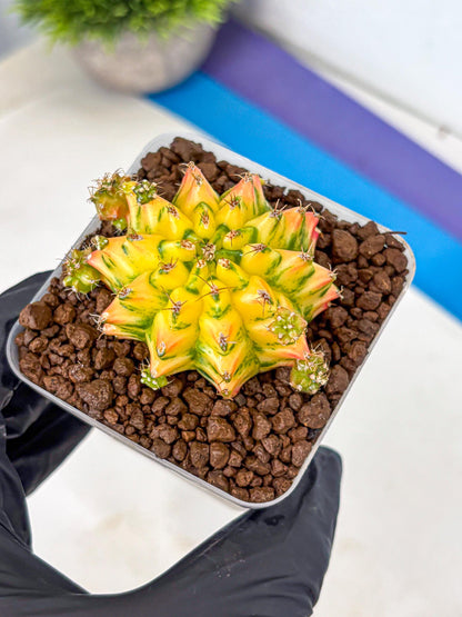 Gymnocalycium Orangish (gy8) (13) | Collectable Plant