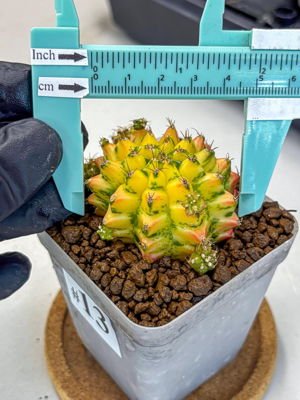 Gymnocalycium Orangish (gy8) (13) | Collectable Plant