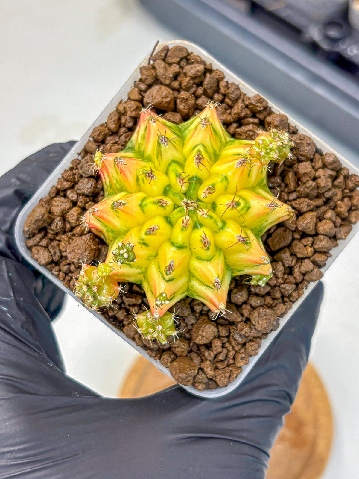 Gymnocalycium Orangish (gy8) (13) | Collectable Plant
