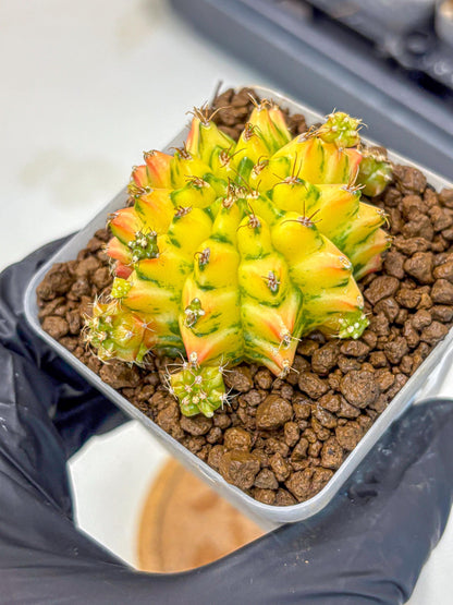 Gymnocalycium Orangish (gy8) (13) | Collectable Plant