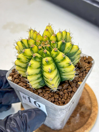 Gymnocalycium Pomelo (gy8) (16) | Collector’s Edition