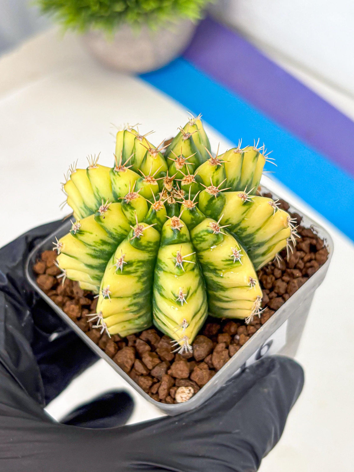 Gymnocalycium Pomelo (gy8) (16) | Collector’s Edition