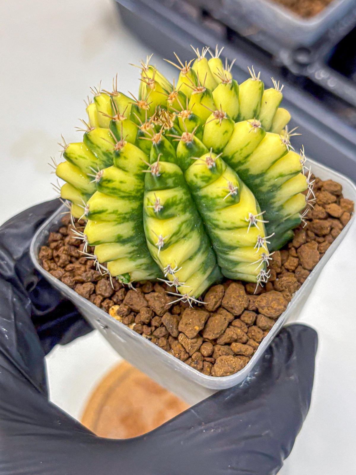 Gymnocalycium Pomelo (gy8) (16) | Collector’s Edition