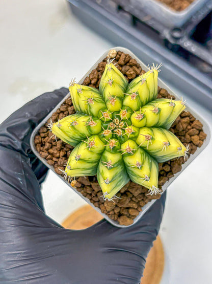Gymnocalycium Pomelo (gy8) (16) | Collector’s Edition