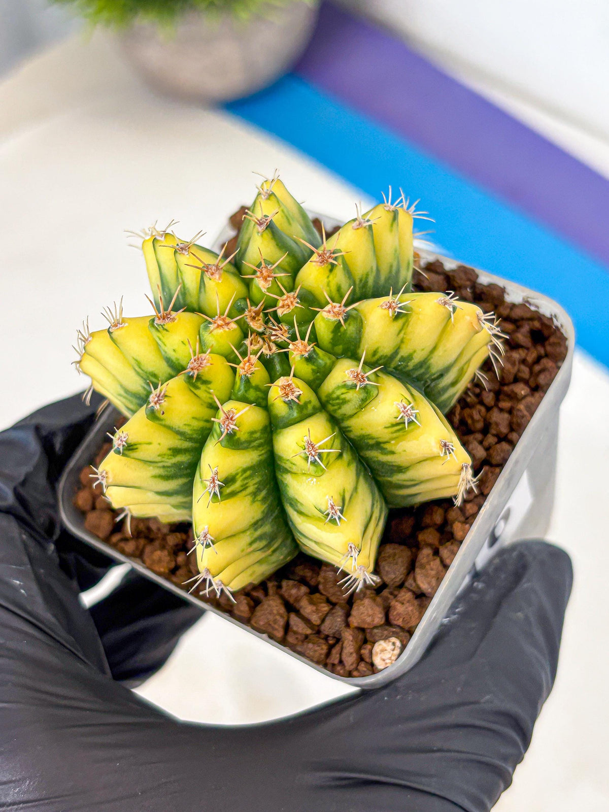 Gymnocalycium Pomelo (gy8) (16) | Collector’s Edition