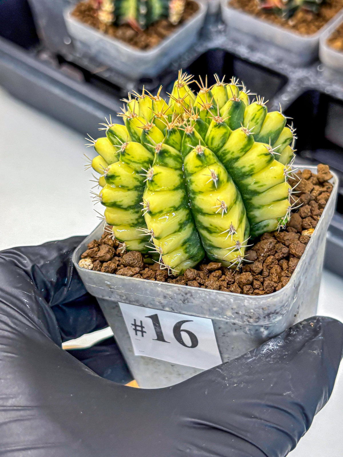 Gymnocalycium Pomelo (gy8) (16) | Collector’s Edition