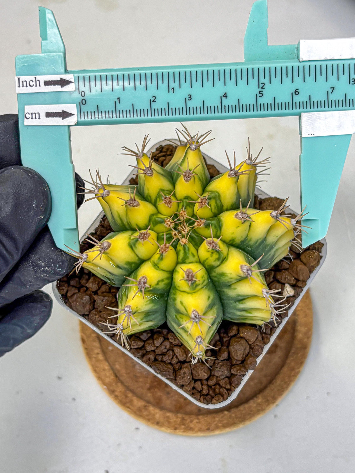 Gymnocalycium Pomelo (gy8) (17) | Collector’s Edition