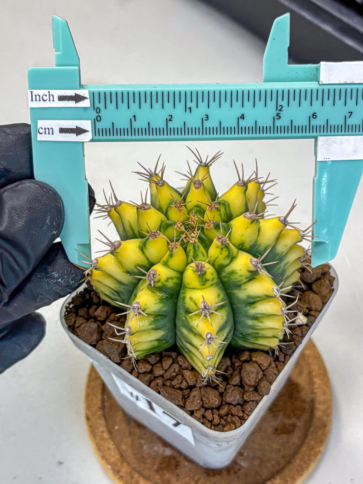 Gymnocalycium Pomelo (gy8) (17) | Collector’s Edition