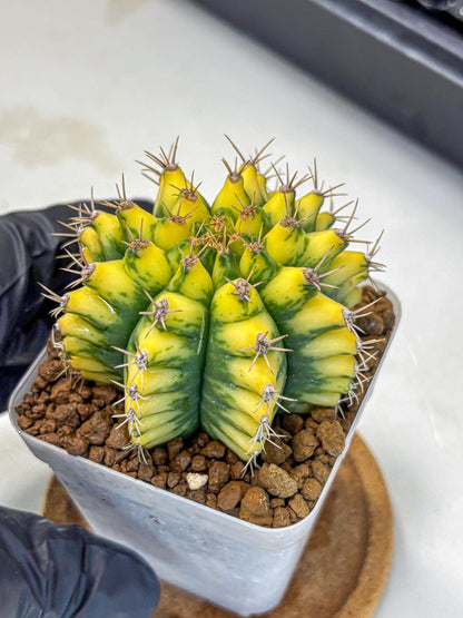 Gymnocalycium Pomelo (gy8) (17) | Collector’s Edition