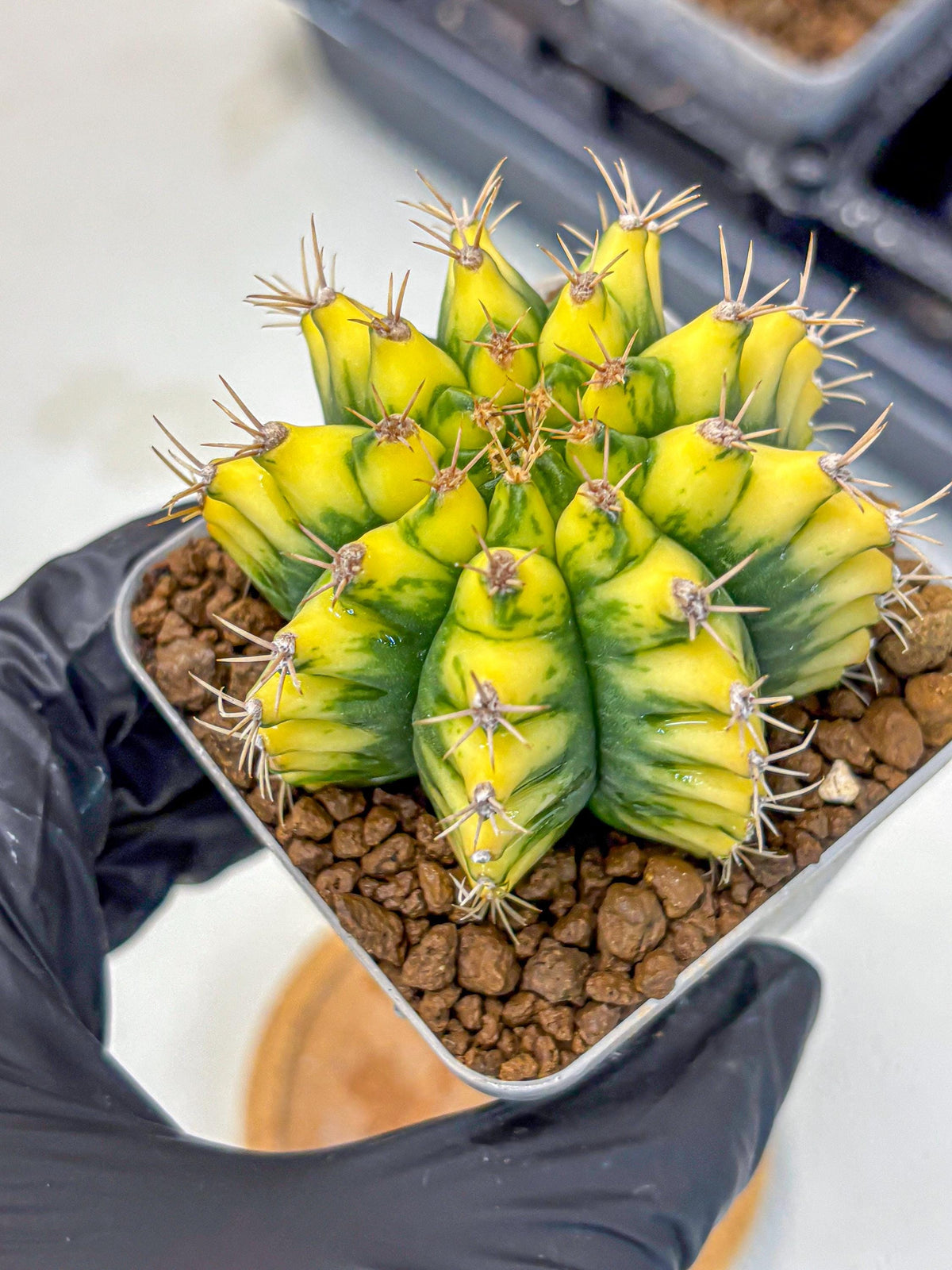 Gymnocalycium Pomelo (gy8) (17) | Collector’s Edition