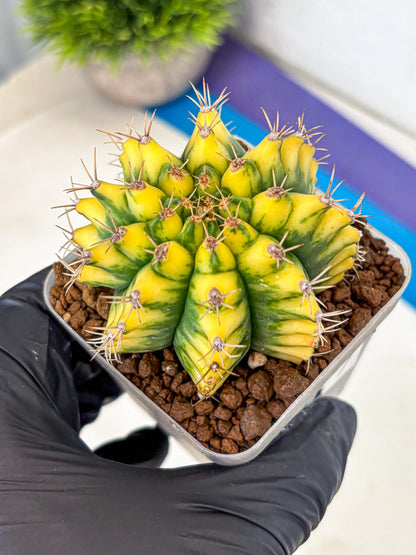 Gymnocalycium Pomelo (gy8) (17) | Collector’s Edition