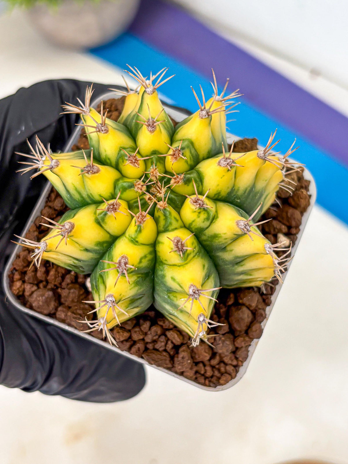 Gymnocalycium Pomelo (gy8) (17) | Collector’s Edition