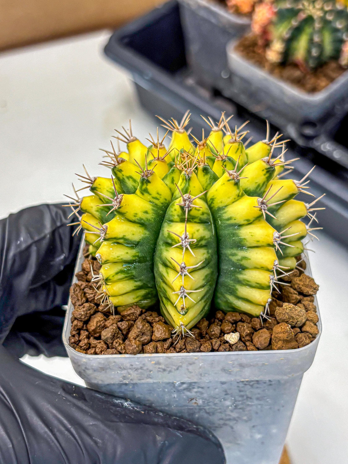 Gymnocalycium Pomelo (gy8) (17) | Collector’s Edition