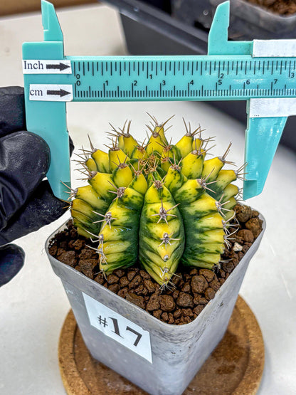 Gymnocalycium Pomelo (gy8) (17) | Collector’s Edition