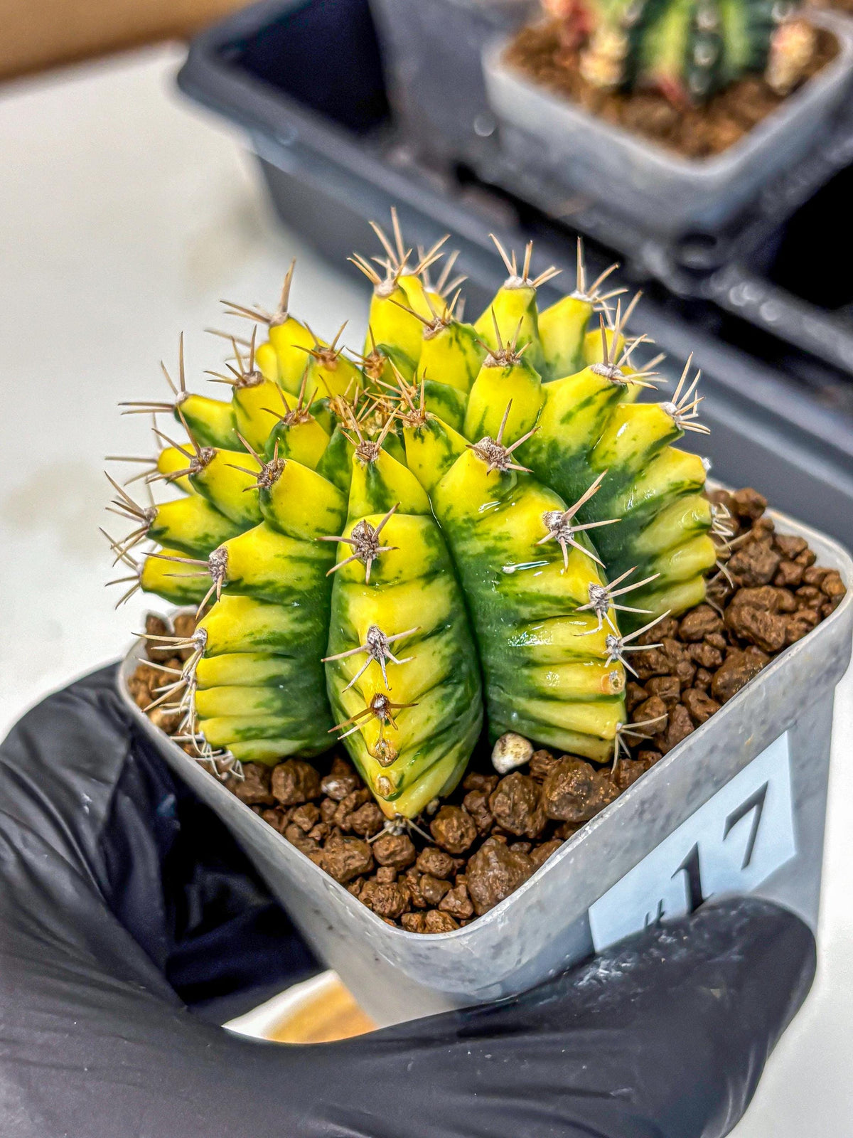 Gymnocalycium Pomelo (gy8) (17) | Collector’s Edition