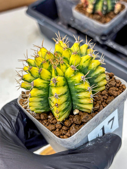 Gymnocalycium Pomelo (gy8) (17) | Collector’s Edition