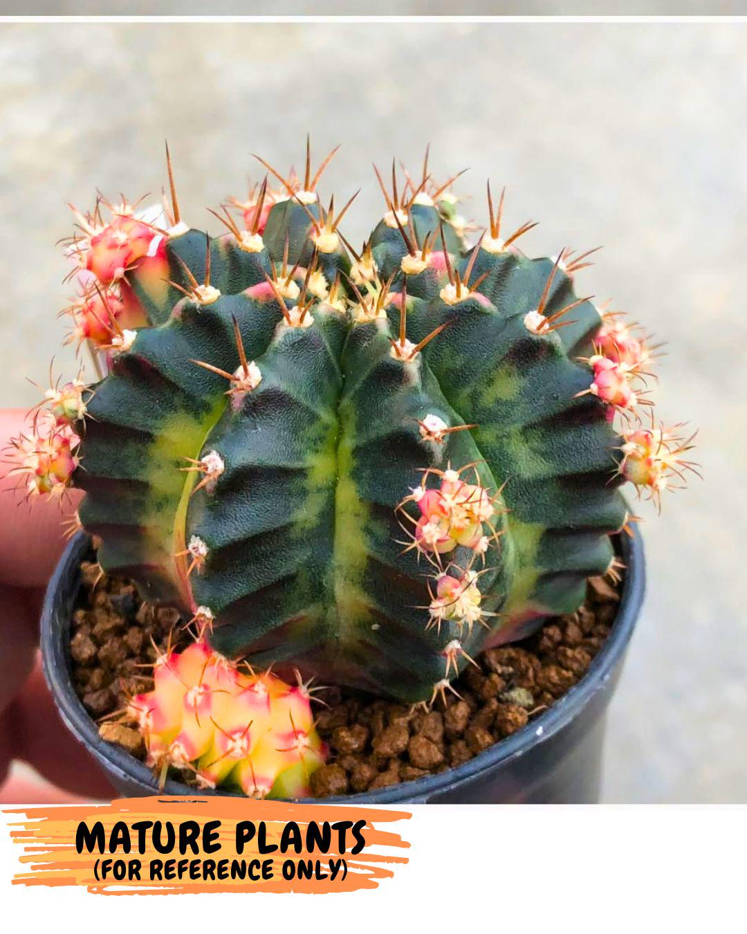 Gymnocalycium Proton (gy8) (rr) | Collector’s Edition