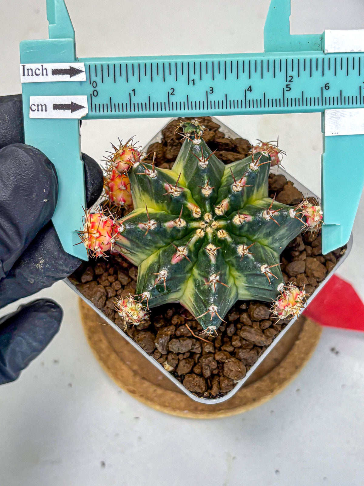 Gymnocalycium Proton (gy8) (rr) | Collector’s Edition