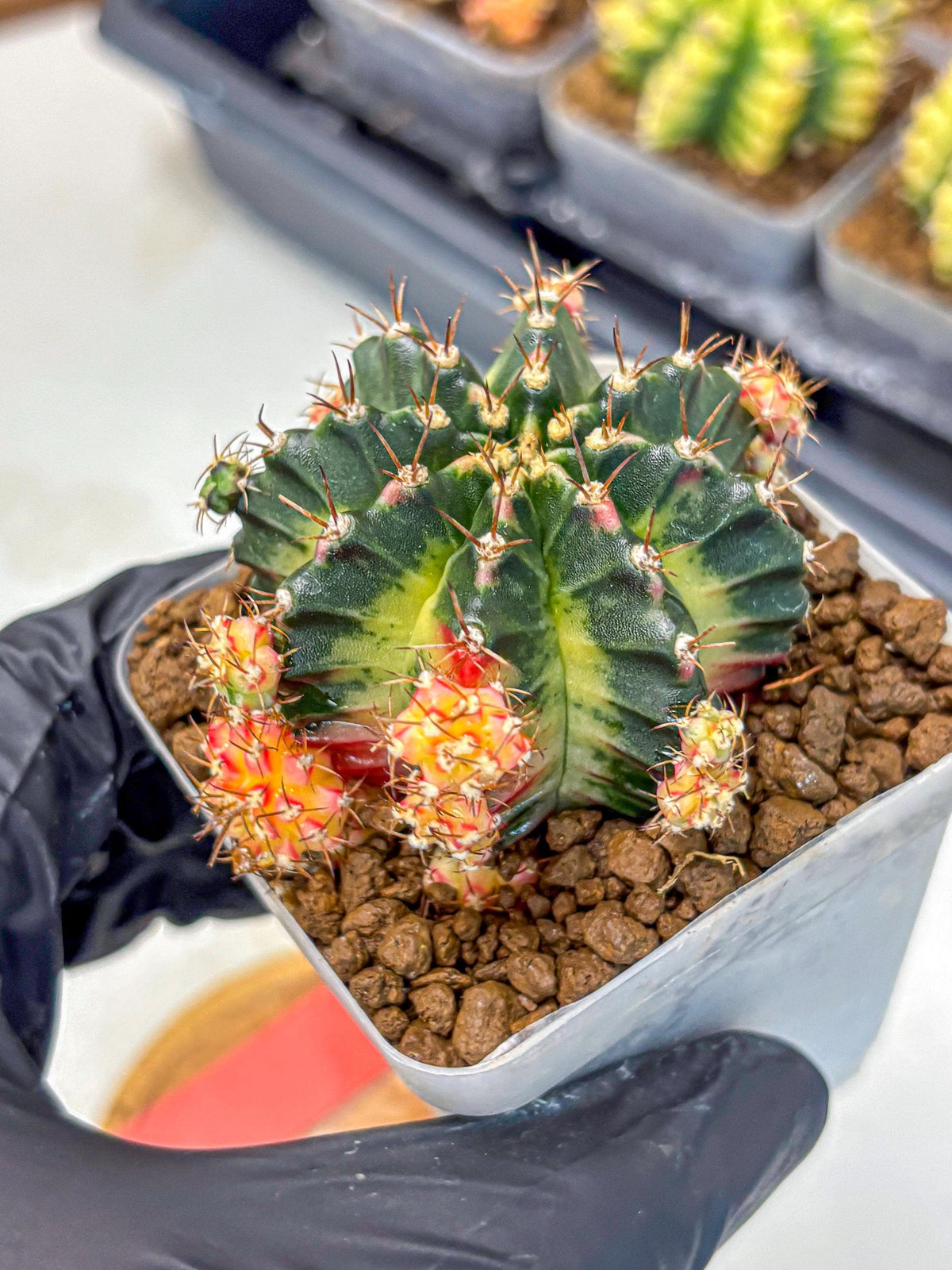 Gymnocalycium Proton (gy8) (rr) | Collector’s Edition