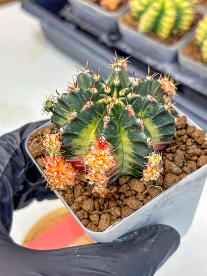 Gymnocalycium Proton (gy8) (rr) | Collector’s Edition