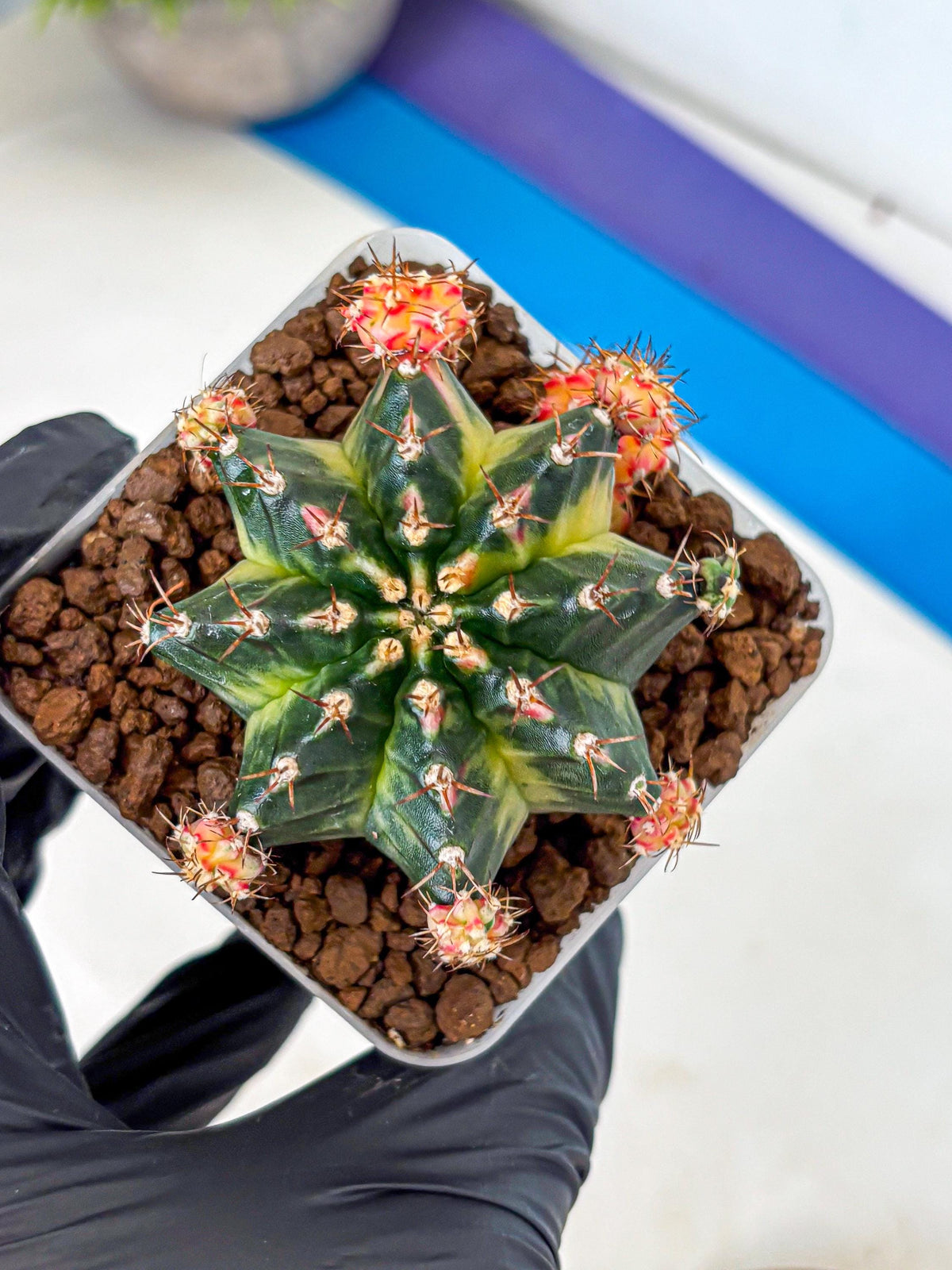 Gymnocalycium Proton (gy8) (rr) | Collector’s Edition