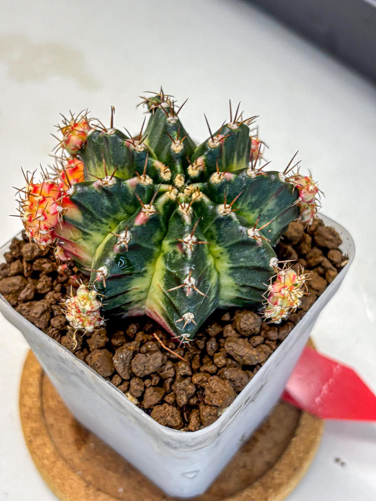 Gymnocalycium Proton (gy8) (rr) | Collector’s Edition