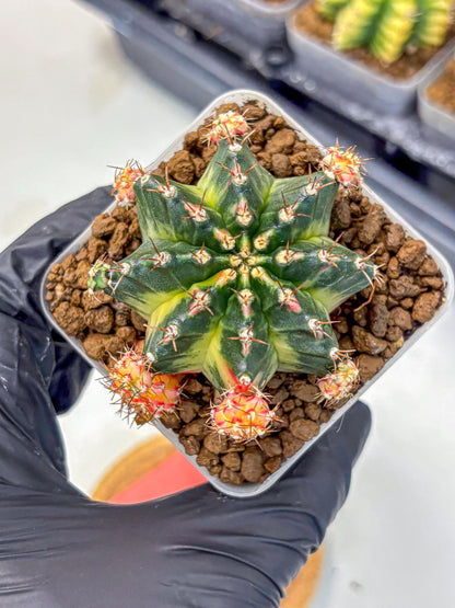 Gymnocalycium Proton (gy8) (rr) | Collector’s Edition