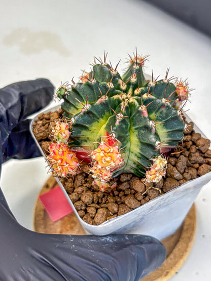Gymnocalycium Proton (gy8) (rr) | Collector’s Edition