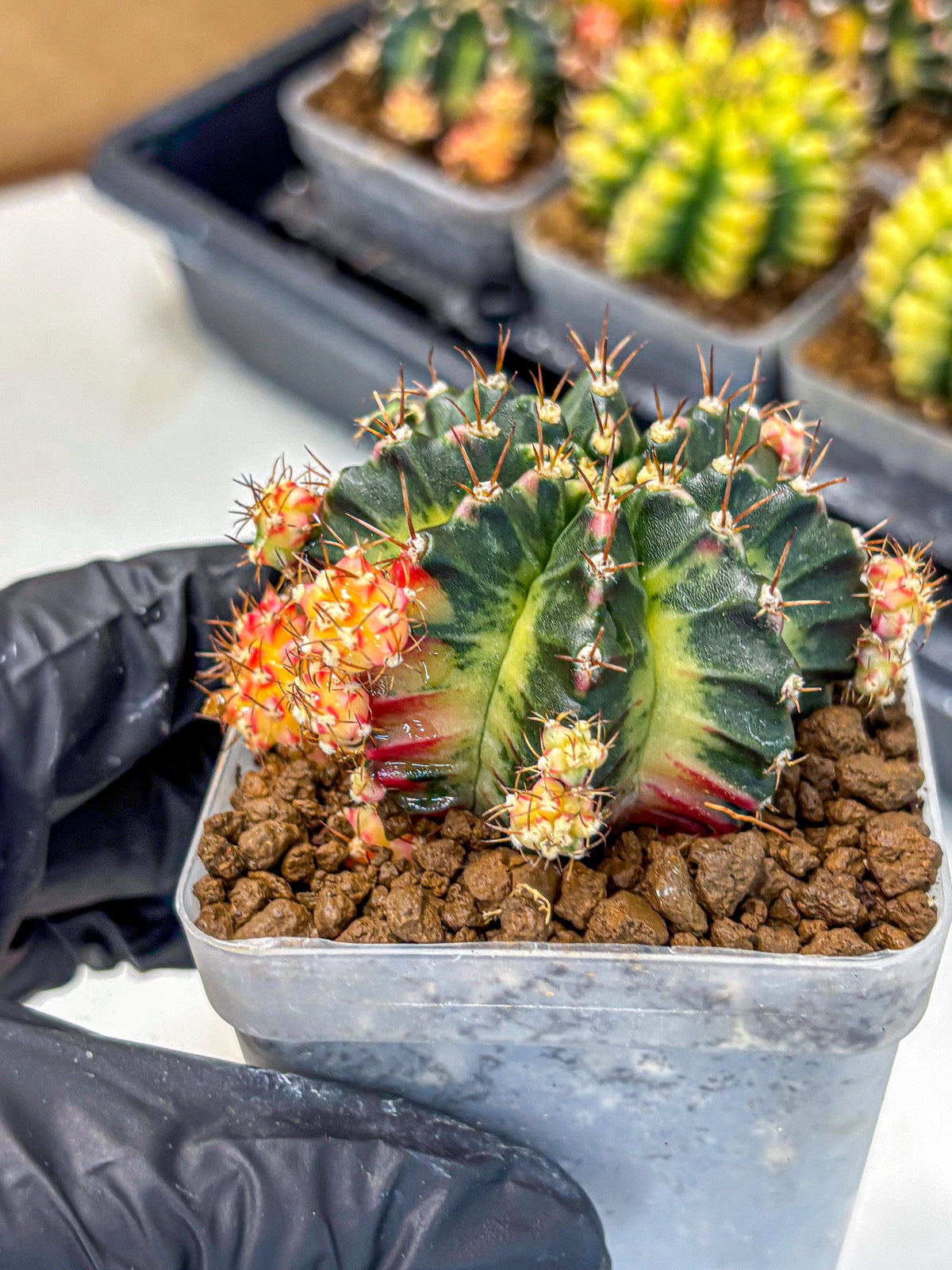 Gymnocalycium Proton (gy8) (rr) | Collector’s Edition
