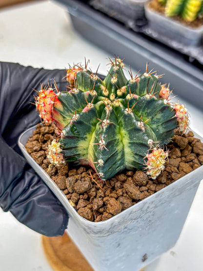 Gymnocalycium Proton (gy8) (rr) | Collector’s Edition