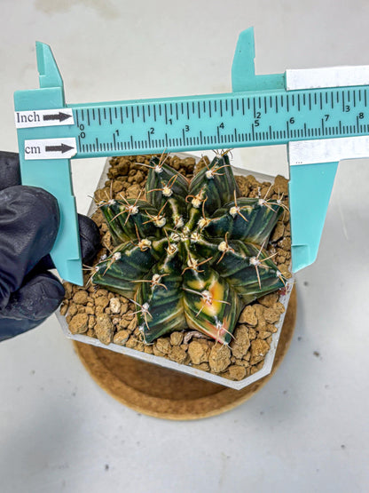 Gymnocalycium Mihanovichii (gy18) (1) | rare cactus Plants