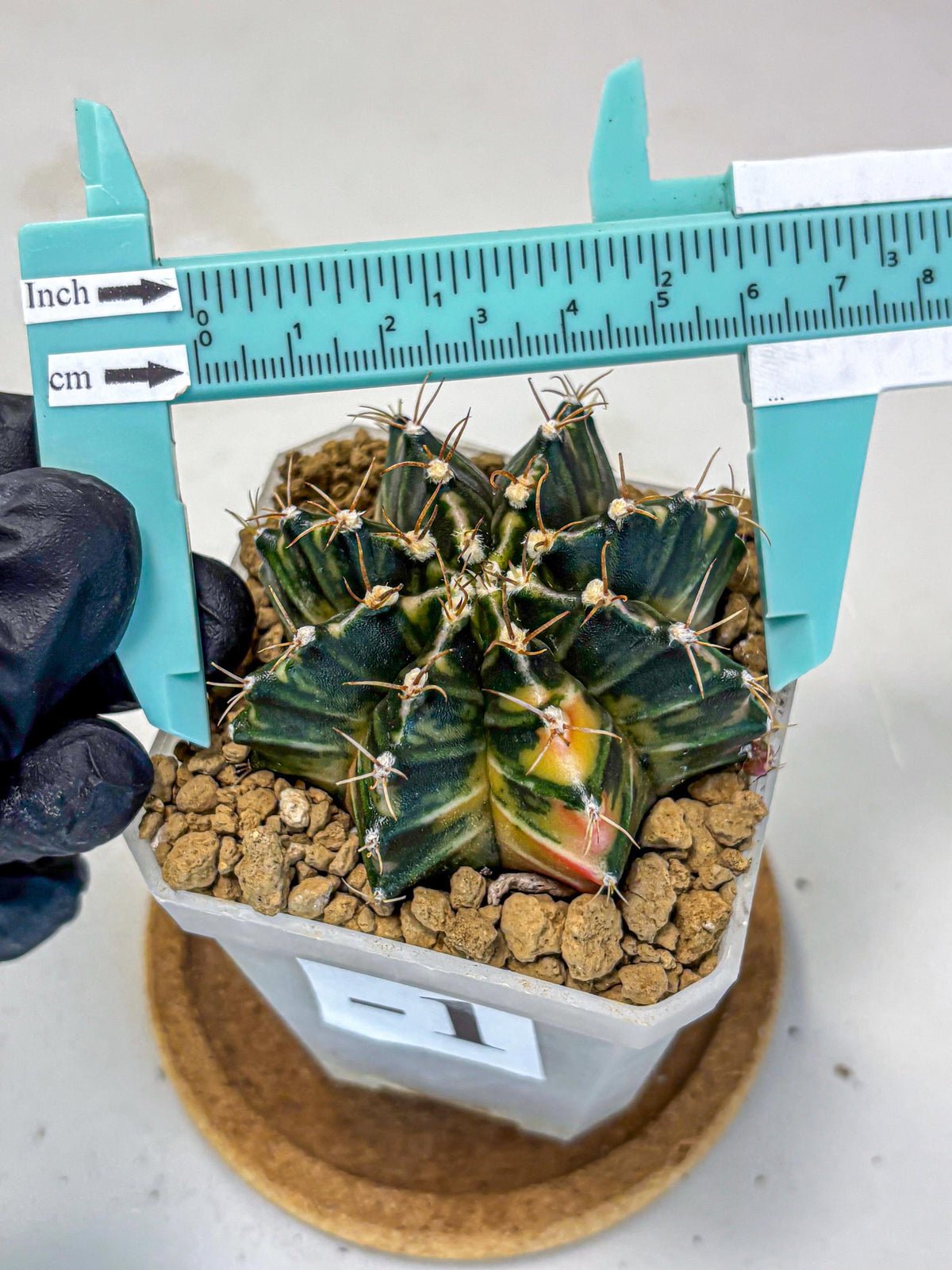 Gymnocalycium Mihanovichii (gy18) (1) | rare cactus Plants