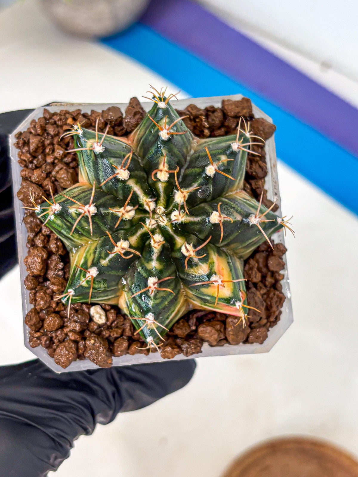 Gymnocalycium Mihanovichii (gy18) (1) | rare cactus Plants