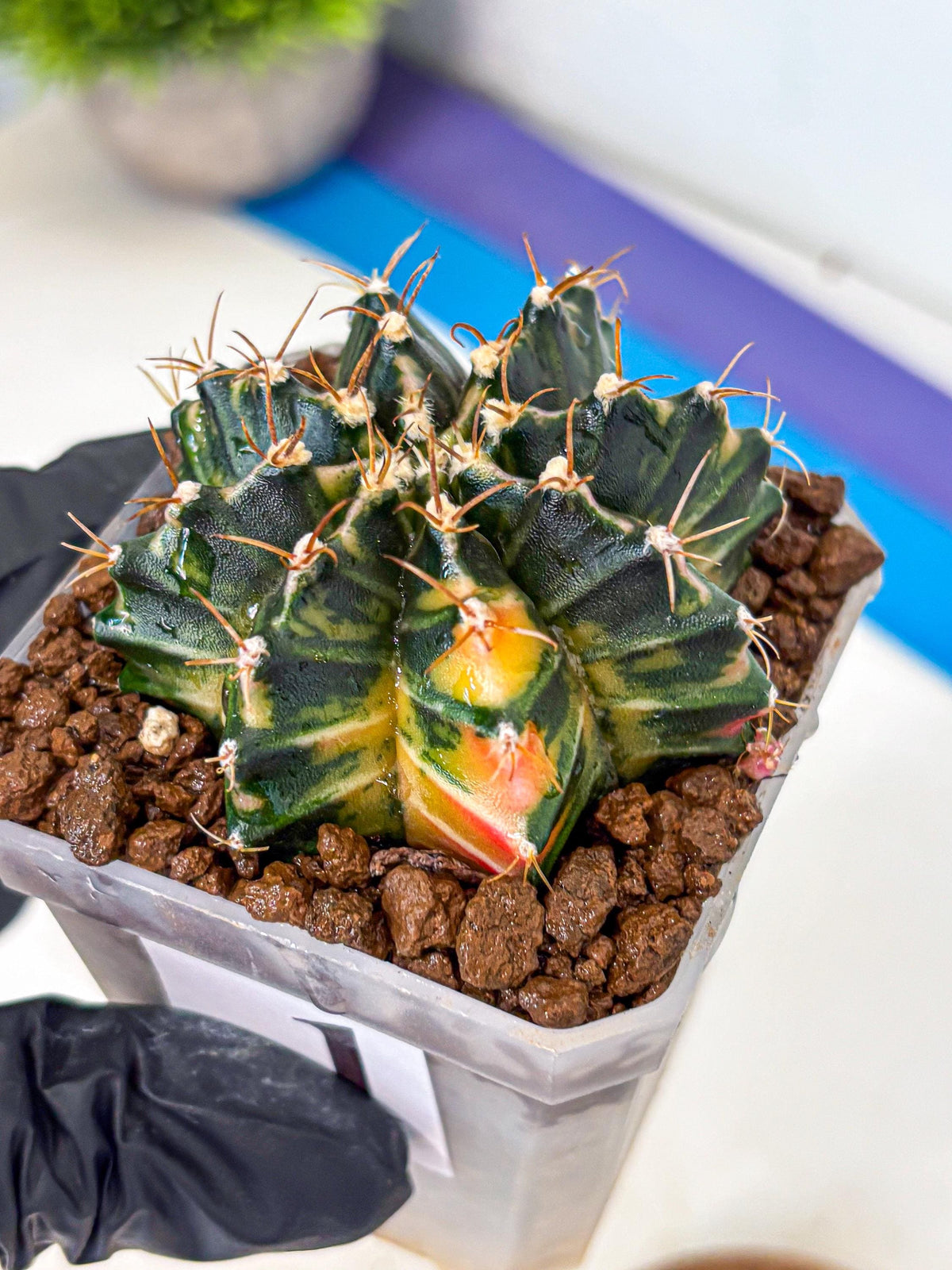 Gymnocalycium Mihanovichii (gy18) (1) | rare cactus Plants