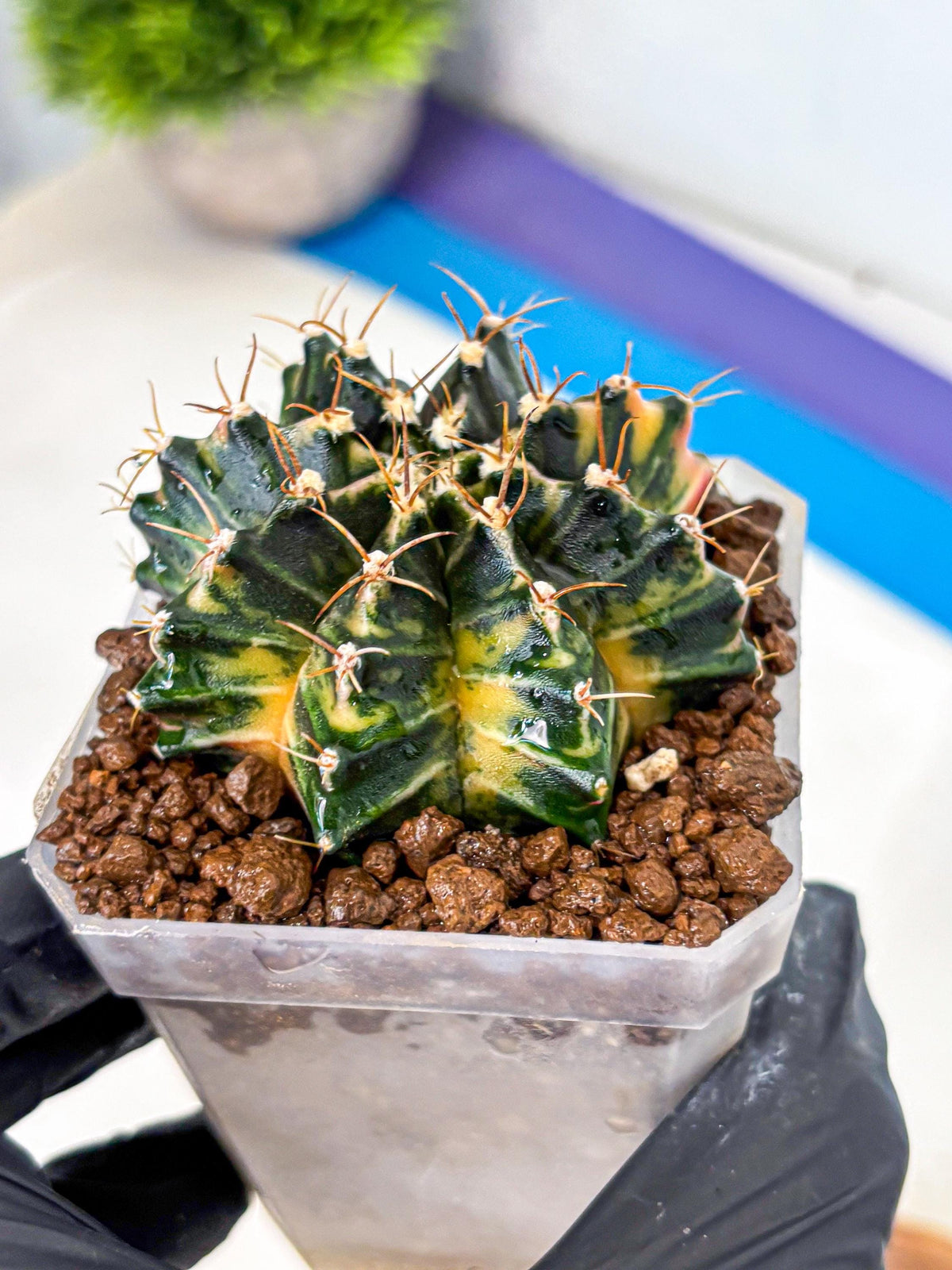 Gymnocalycium Mihanovichii (gy18) (1) | rare cactus Plants