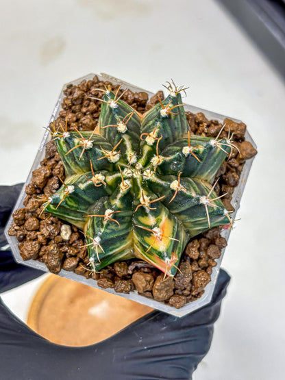 Gymnocalycium Mihanovichii (gy18) (1) | rare cactus Plants