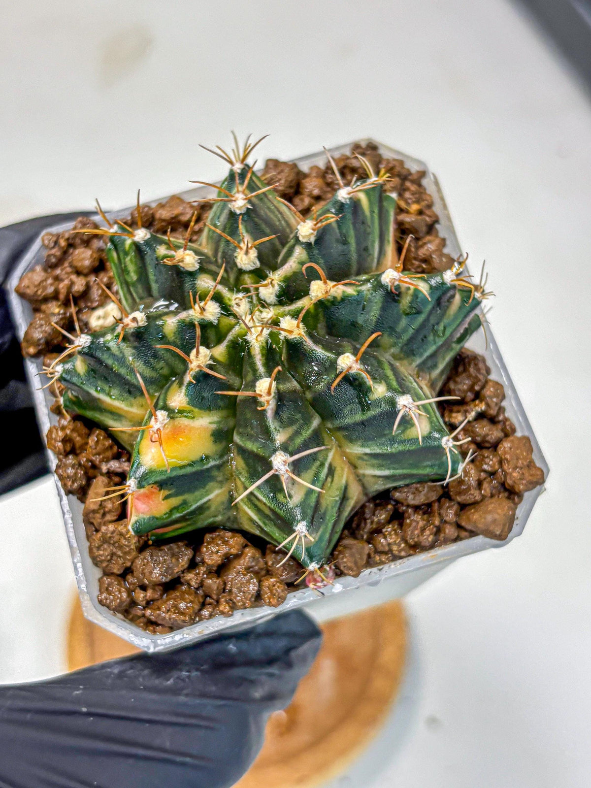 Gymnocalycium Mihanovichii (gy18) (1) | rare cactus Plants