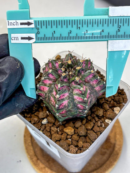 Gymnocalycium Purple Dahlia (gy11) (1) | Collector’s Edition