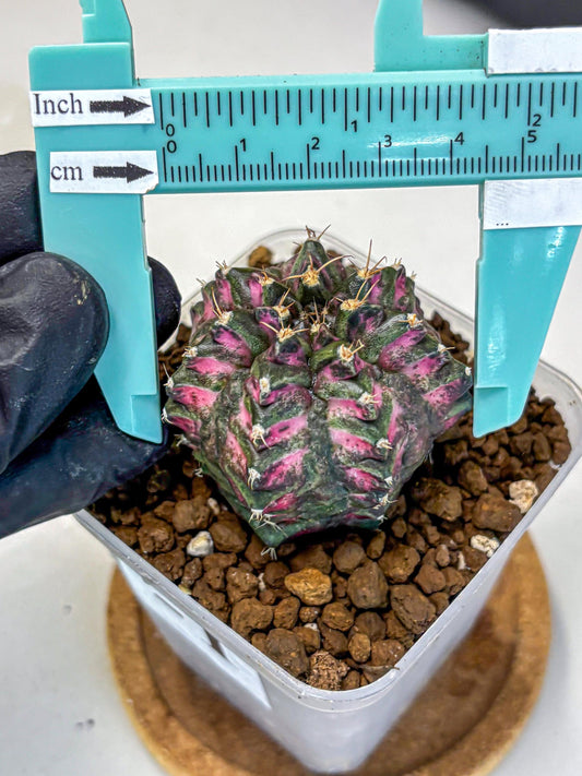 Gymnocalycium Purple Dahlia (gy11) (1) | Collector’s Edition